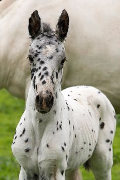 a white and black spotted horse standing next to a white horse in a green field