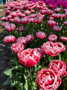 pink and purple flowers are blooming in the garden