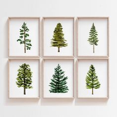 four different types of pine trees are displayed in wooden frames on the wall above them