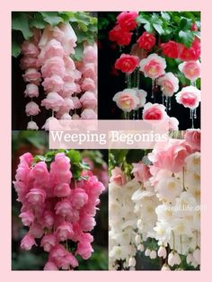 pink and white flowers with the words weeping begonias in four different pictures