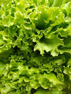 green lettuce growing in the garden with lots of leafy leaves on it