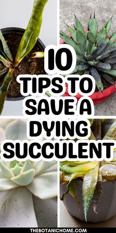 Tips on how to revive and care for a dying succulent including plant care houseplant techniques and succulent garden design ideas for both succulent garden indoor and succulent garden outdoor. Care Of Succulents Indoors, How To Keep Succulents Alive Indoors, Succulent Tips Plant Care, Care For Succulents Indoor, Succulents Care Tips, How To Transplant Succulents, How To Care For Succulents Indoors, How To Repot Succulents, Succulent Care For Beginners