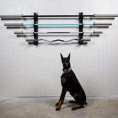 a black and brown dog sitting in front of a wall mounted rack with lights on it