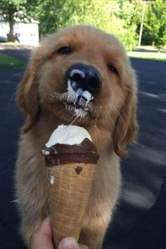 a golden retriever puppy eating an ice cream cone