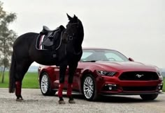 a black horse standing next to a red mustang