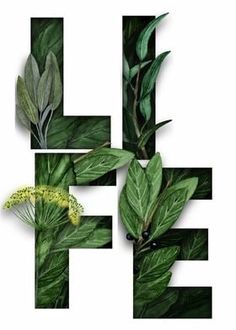 the letter f is made up of green leaves and flowers on a white background with black letters