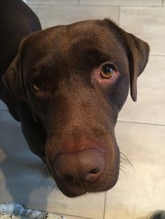 a close up of a brown dog on a tile floor next to a person's foot