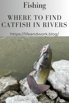 Fishing - Where to Find Catfish in Rivers Homemade Catfish Bait, Worm Beds, Catfish Rigs, Emergency Hacks, Fishing Catfish, How To Catch Catfish, Blue Catfish