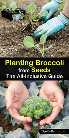 broccoli is growing in the soil and being held by two hands