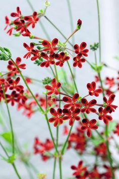 red flowers with green stems in front of a white wall