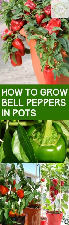 how to grow bell peppers in pots