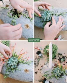 the process of making a succulent plant arrangement