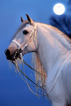 a white horse is standing in front of the full moon with its bridle up