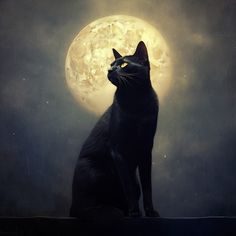 a black cat sitting in front of a full moon