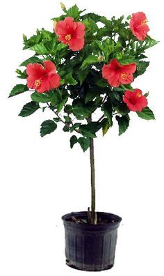 a potted plant with red flowers in it