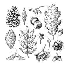 the different types of leaves and acorns drawn in ink on paper royalty illustration