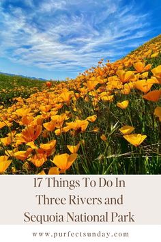 yellow flowers with the words 17 things to do in three rivers and sequia national park