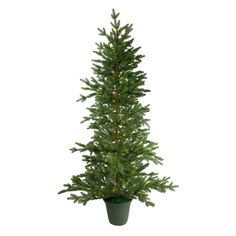 a small pine tree in a pot on a white background