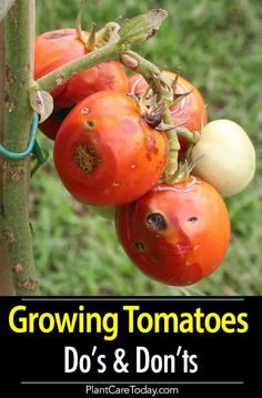 tomatoes growing on a tree with the words growing tomatoes do's and don'ts