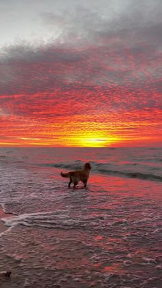 a dog running on the beach at sunset