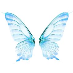 two blue butterfly wings on a white background