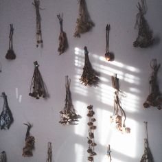 several dried flowers are hanging on the wall next to a shadow cast by a window