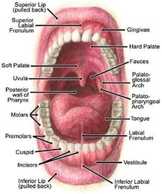 Medical Massage, Soft Palate, Dental Student, Future Career, Medical Illustration, Dental Assistant, Anatomy And Physiology, Massage Therapist, Dental Clinic