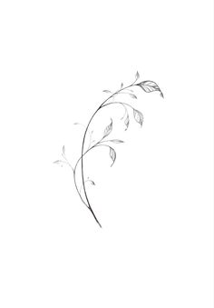 Delicate Vine Tattoo, Stem Tattoo Leaves, Boho Flower Tattoo, Branch With Flowers Tattoo, Single Line Chrysanthemum Tattoo, Fine Line Branch Tattoo, Vine Fine Line Tattoo, Dainty Vine Tattoo, Fine Line Floral Vine Tattoo