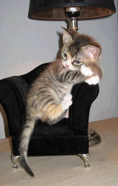 a small kitten sitting on top of a black chair next to a light and a lamp