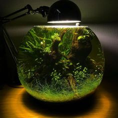 an aquarium is lit up by a lamp on top of a table with grass and plants in it