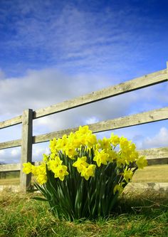 some yellow flowers in front of a wooden fence with an arabic quote on the side