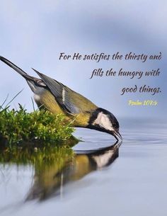 a bird sitting on top of a lush green field next to water with a bible verse written above it