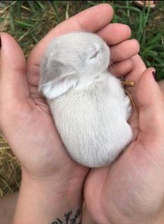 a person holding a small white bird in their hands