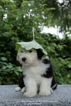 a black and white puppy with a green leaf on its head sitting in front of trees