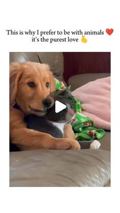 a dog is holding a cat in its mouth and the caption reads, this is why i prefer to be with animals it's the purest love