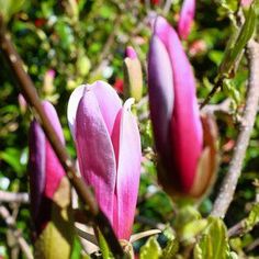 pink flowers are blooming on the tree