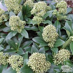 some green leaves and white flowers are growing