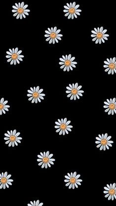 a black background with white and yellow daisies