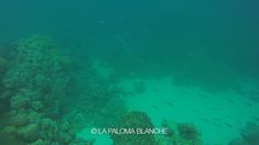 a large group of fish swimming over a coral reef