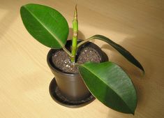 a small potted plant sitting on top of a wooden table next to a green leaf