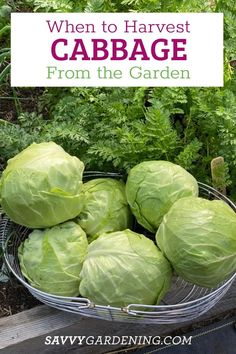 cabbage in a basket with text overlay saying when to harvest cabbage from the garden