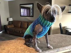 a dog wearing a sweater on top of a counter