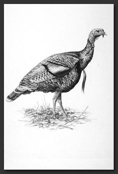 a black and white drawing of a turkey standing in the grass with it's beak open