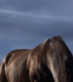 a brown horse standing on top of a lush green field under a cloudy blue sky