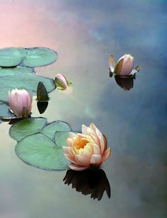 three pink water lilies floating on top of a lake