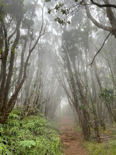 a trail in the middle of a dense forest with lots of trees and bushes on both sides