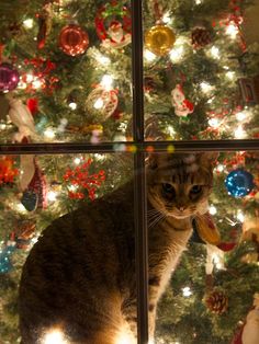 a cat sitting on top of a window sill in front of a christmas tree