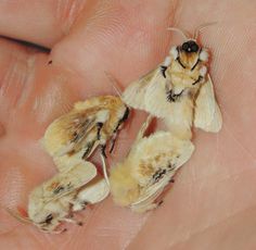 two moths are sitting on the palm of someone's hand, one is yellow and the other is brown