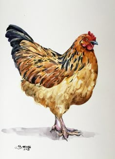 a watercolor painting of a rooster standing on one leg and looking to the side