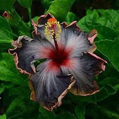 a flower that is sitting in the middle of some green leaves and has red stamen on it